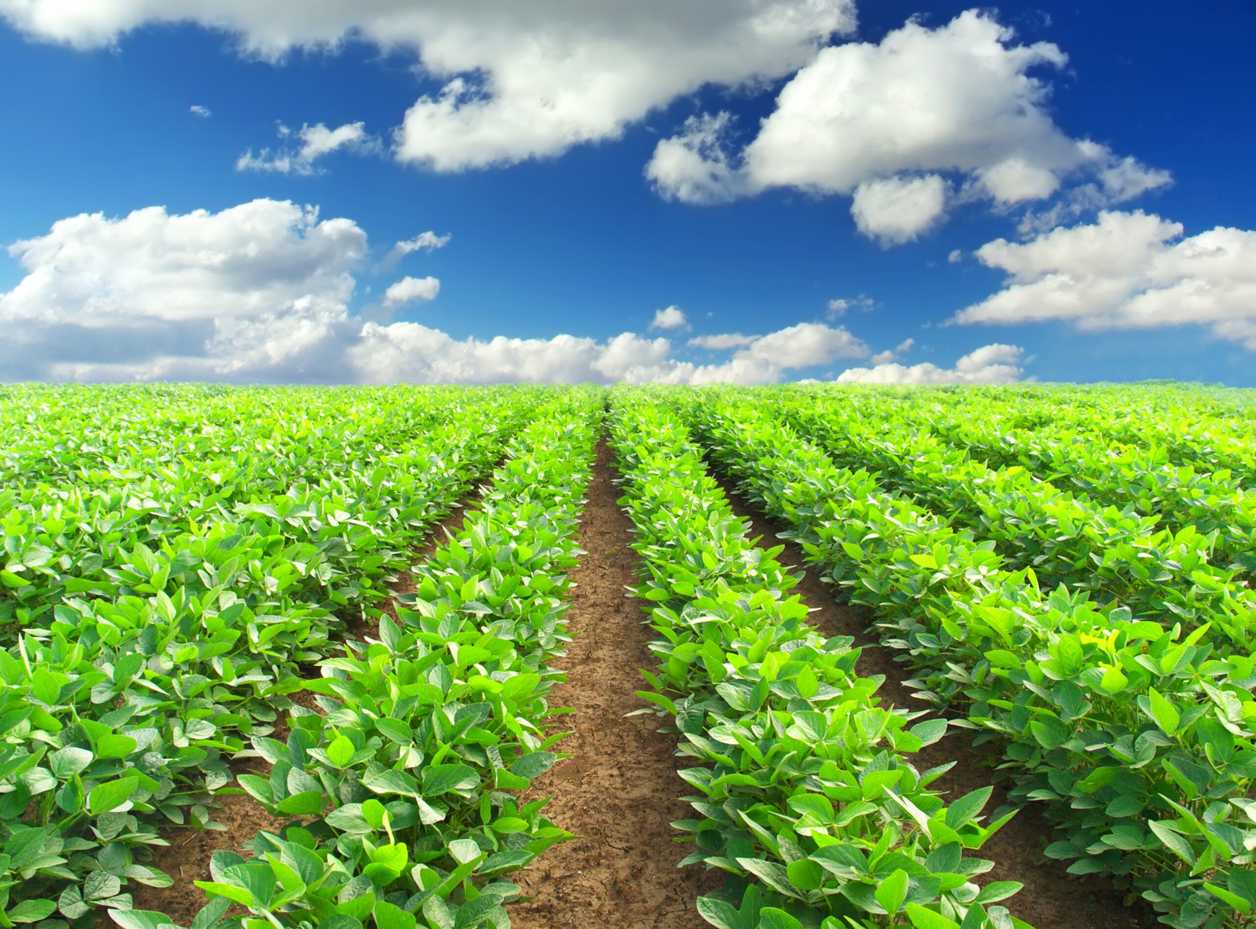 ENLACES DE INTERES – AYUDAS Y SUBVENCIONES al Sector Agrícola